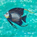 Watercolor of French Angelfish