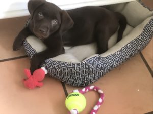 Eight weeks old Dove