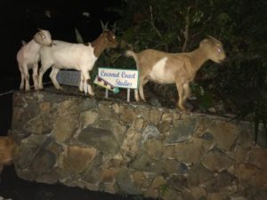 Goats at Coconut Coast Studios