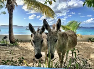 Donkeys at Coconut Coast Studios