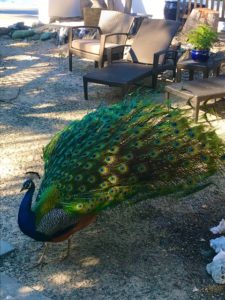 Peacocks at Coconut Coast Studios