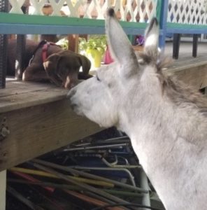 Donkeys come to visit Dove at Coconut Coast Studios