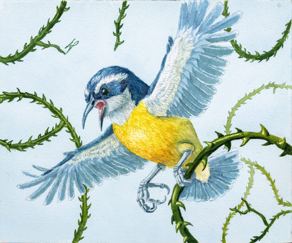 A small bird with blue, white, and yellow feathers spreads its wings and calls out while perched among twisting green thorny vines.